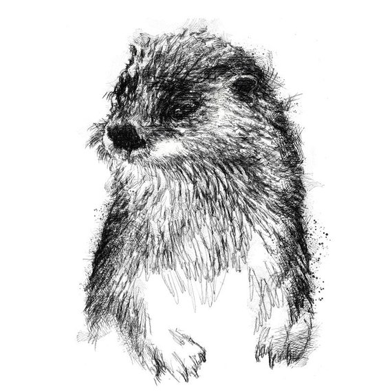 570x570 Otter Sketch Limited Edition Fine Art Print From Original Etsy - Otter Sketch