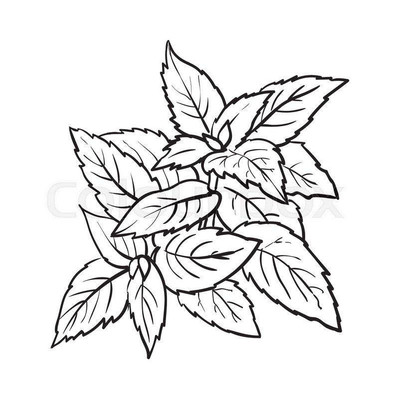 800x800 Mint Herbs Ingredients, Black And White Outline Sketch Style - Out Line Sketch