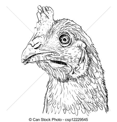 450x470 Outline Sketch Illustration Of Chicken Head. - Outline Sketch