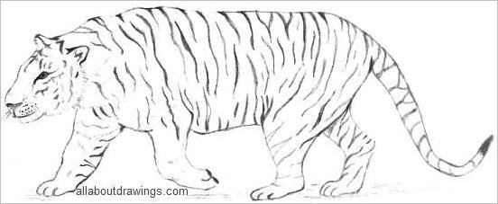 552x227 Distinctive Tiger Drawing - Outline Sketch