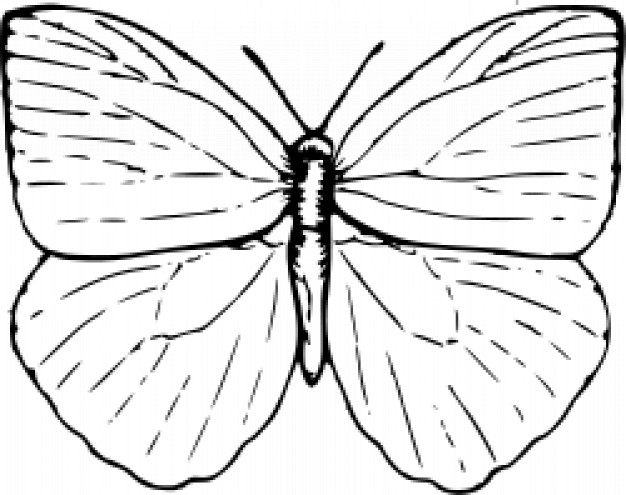 626x495 Butterfly Outline Vectors, Photos And Psd Files Free Download - Outline Sketch Of A Butterfly