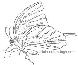 270x225 Butterfly Pencil Drawings - Outline Sketch Of A Butterfly