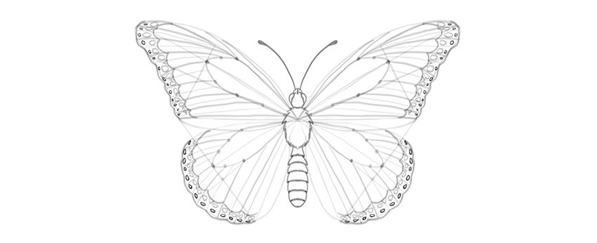 850x346 How To Draw A Butterfly Step By Step - Outline Sketch Of A Butterfly