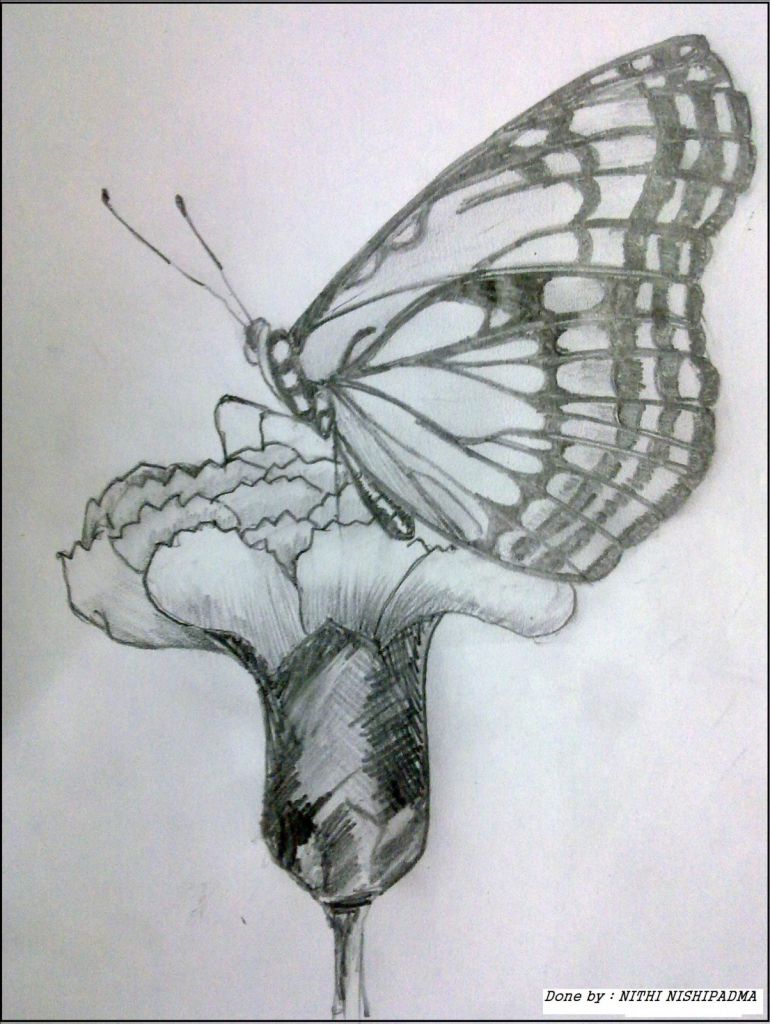 770x1024 Pencil Sketch Butterfly Drawing Pencil Outline Sketched Butterfly - Outline Sketch Of A Butterfly