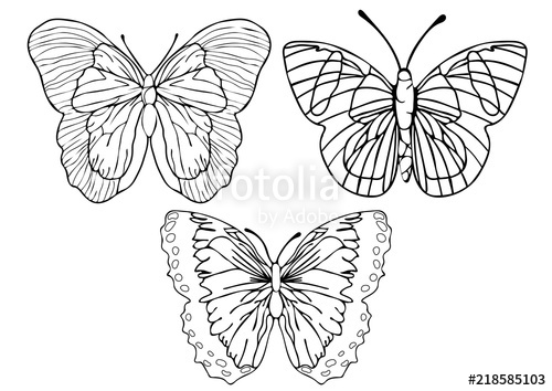 500x354 Butterflies Outline Set, Coloring, Linear Drawing, Silhouette - Outline Sketch Of A Butterfly
