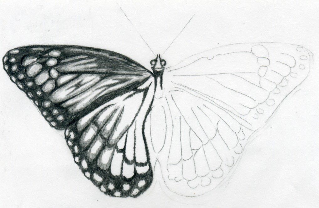 1018x663 Butterfly Drawings - Outline Sketch Of A Butterfly