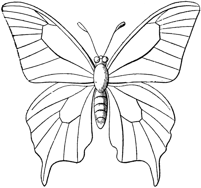 640x597 Butterfly Outline Clipart Etc - Outline Sketch Of A Butterfly