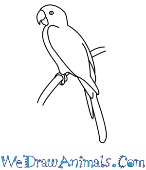 300x350 How To Draw A Parrot - Outline Sketch Of Birds