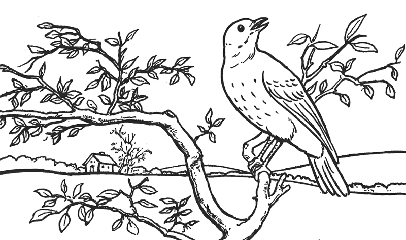 800x474 How To Draw A Bird In A Tree In Front Of Rolling Hills Landscape - Outline Sketch Of Birds