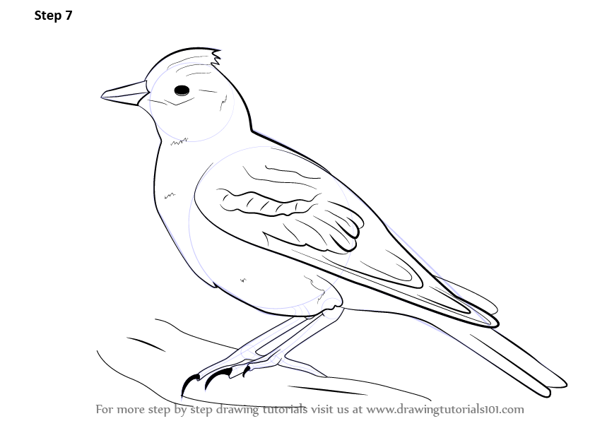 842x596 Learn How To Draw A Skylark (Birds) Step By Step Drawing Tutorials - Outline Sketch Of Birds