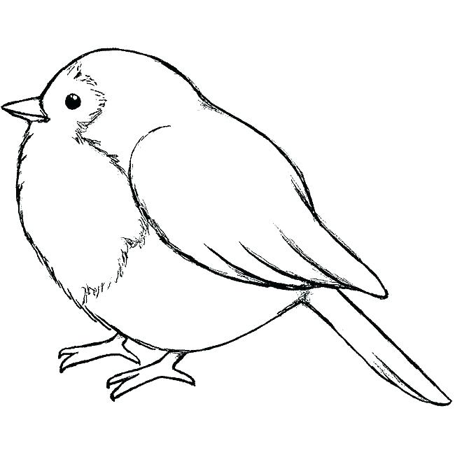 650x650 Bird Outline Template Skincense.co - Outline Sketch Of Birds