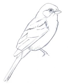 236x292 Bird Sketch Crafts~ For The Birds Drawings, Bird - Outline Sketch Of Birds