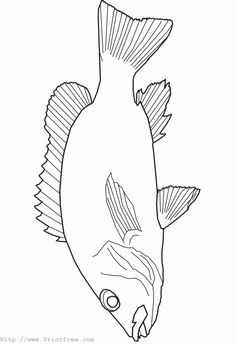 236x344 Fish Drawing Outline - Outline Sketch Of Fish