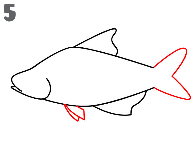 623x485 How To Draw A Fish - Outline Sketch Of Fish