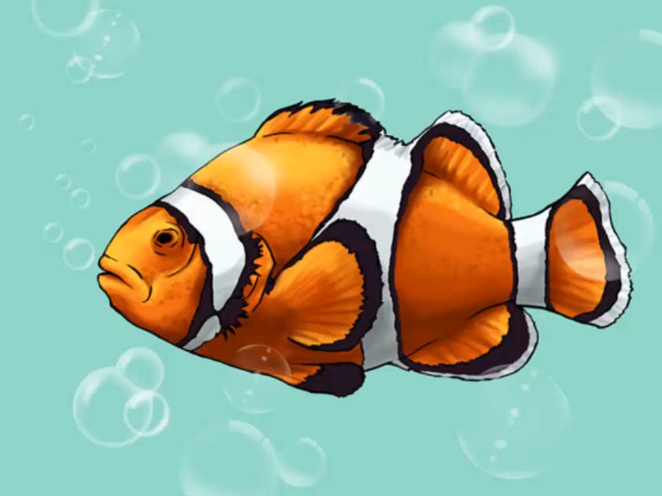 960x720 How To Draw A Clownfish 9 Steps (With Pictures) - Outline Sketch Of Fish