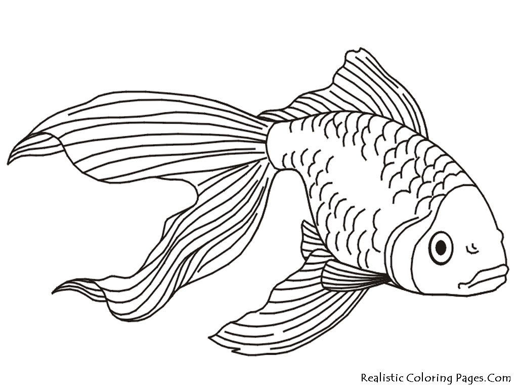 1024x768 Outline Drawing Of Fish Best Ideas About Drawings Of Fish On - Outline Sketch Of Fish