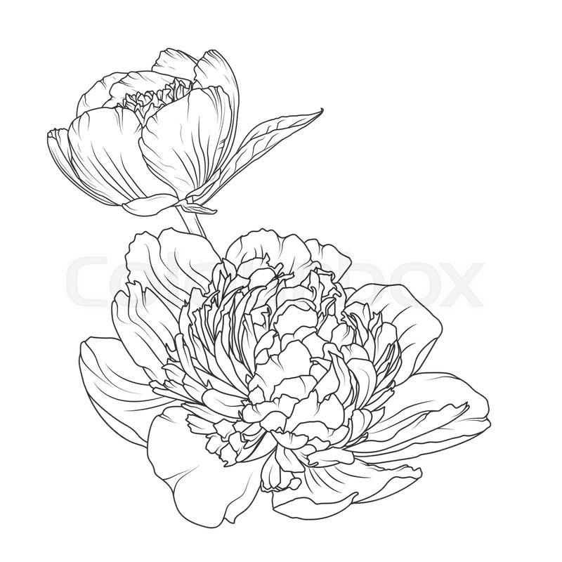 800x800 Peony Rose Blooming Garden Flowers Detailed Outline Sketch Drawing - Outline Sketch Of Flowers