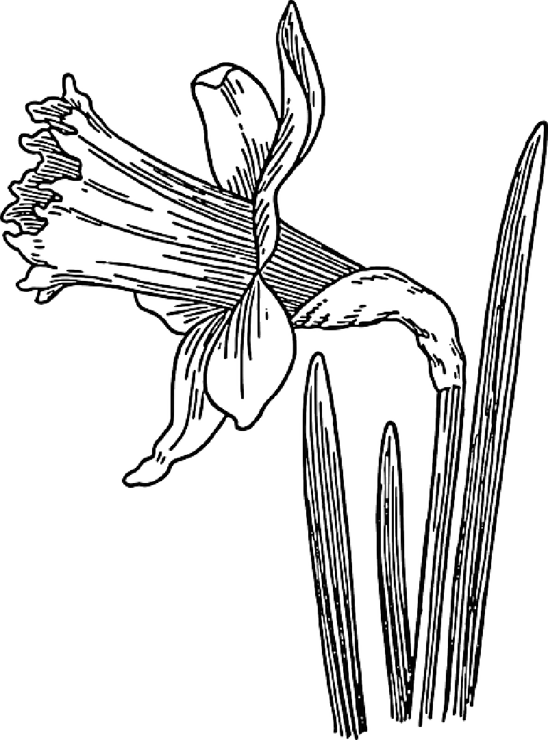 800x1080 Black, Outline, Drawing, Sketch, Plants, Flower, White - Outline Sketch Of Flowers