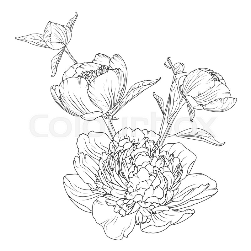 800x800 Peony Rose Flowers Bouquet Composition. Detailed Realistic Outline - Outline Sketch Of Flowers