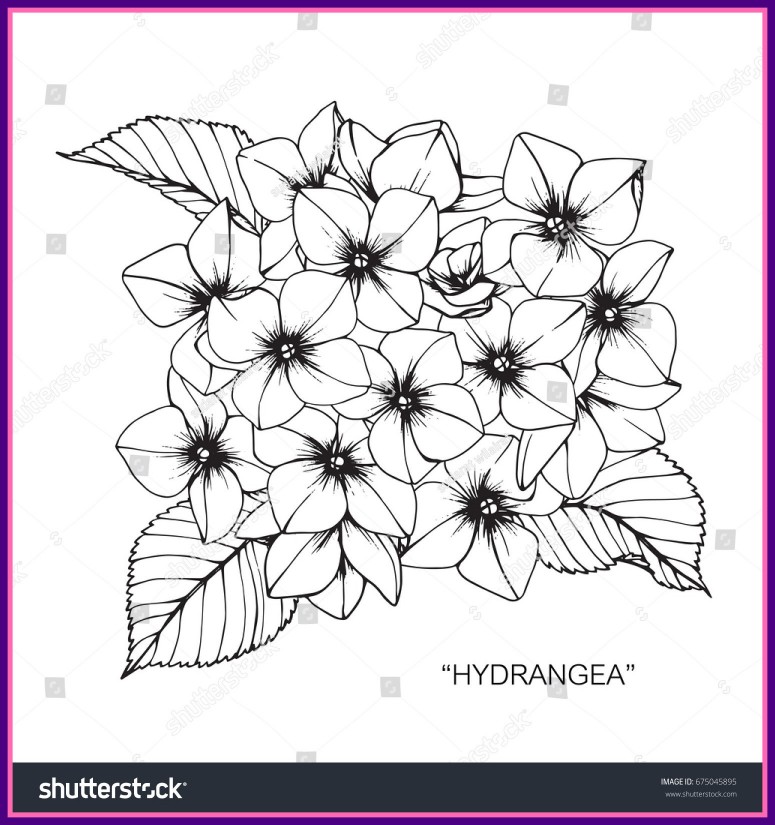 775x825 The Best Bouquet Hydrangea Drawing Sketch Lineart Stock Vector Pic - Outline Sketch Of Flowers