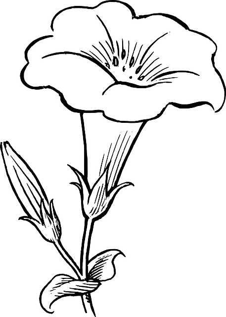 457x640 Black, Outline, Drawing, Flower, White, Flowers, Free Drawing - Outline Sketch Of Flowers