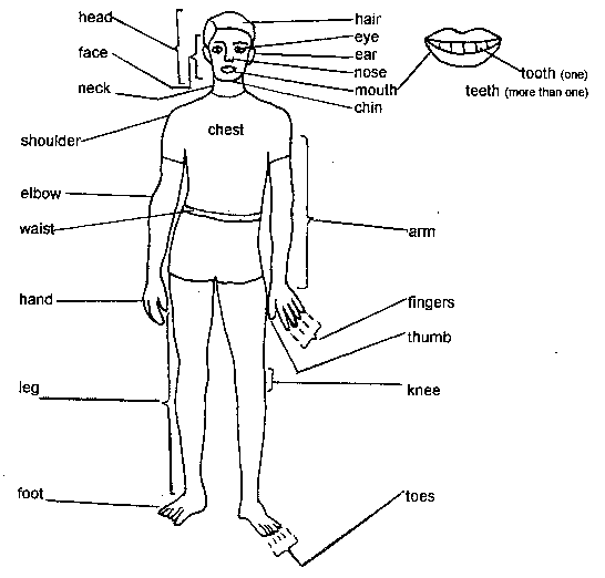 sketch outline of human body