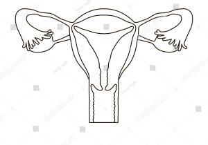 300x210 Outline Human Body Diagram - Outline Sketch Of Human Body