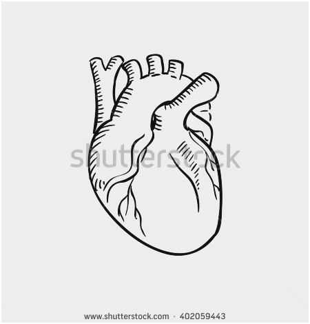 450x470 Anatomy Outline Astonishing Human Body Stock Royalty Free - Outline Sketch Of Human Body