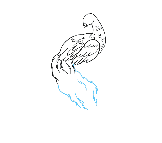678x600 How To Draw A Peacock In A Few Easy Steps Easy Drawing Guides - Outline Sketch Of Peacock