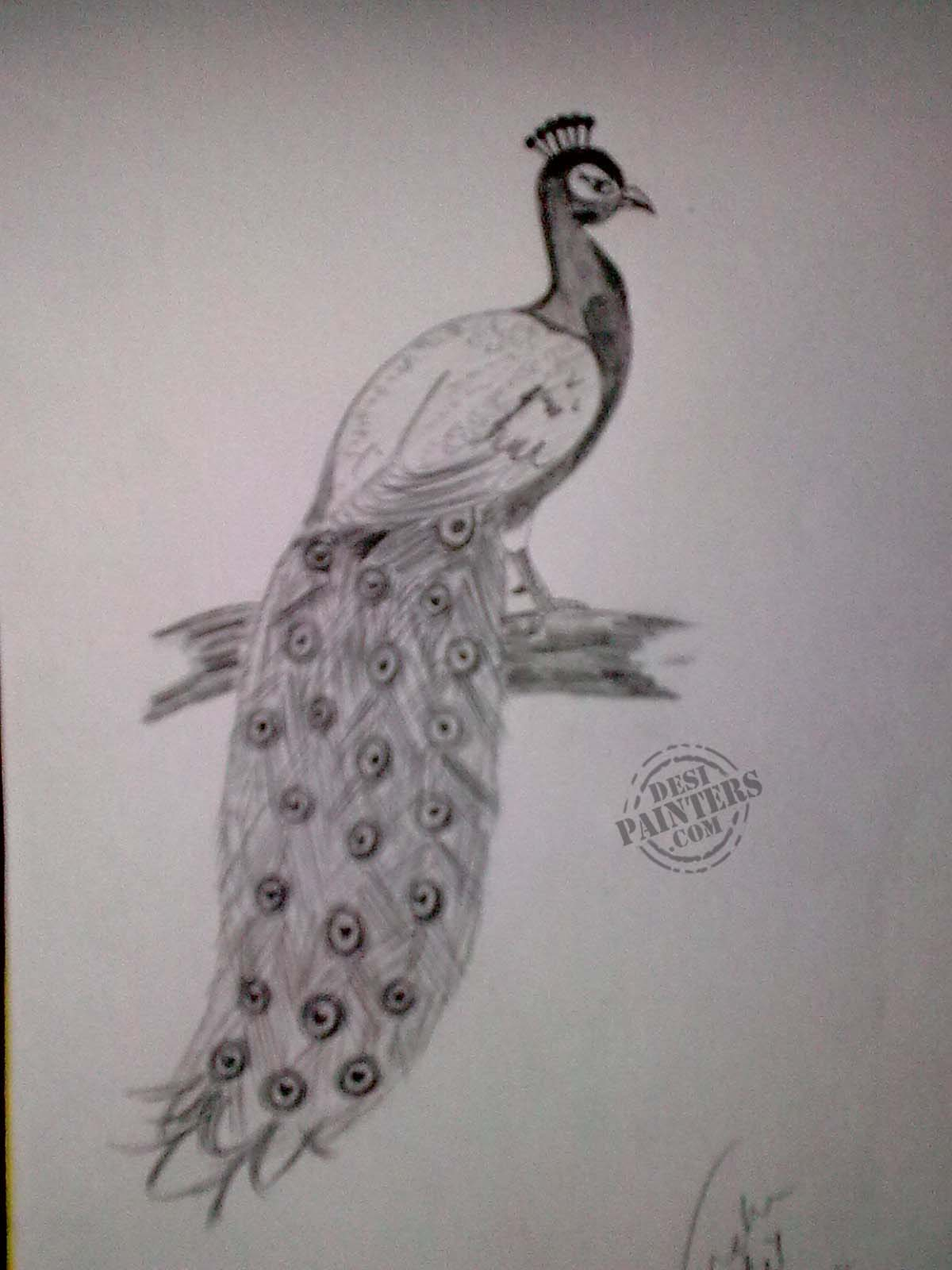1200x1600 Pencil Outline Peacock Animal Drawing Pictures - Outline Sketch Of Peacock