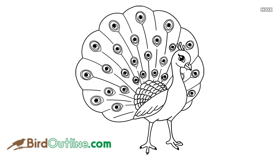 934x534 Bird Outline Sketch Images - Outline Sketch Of Peacock