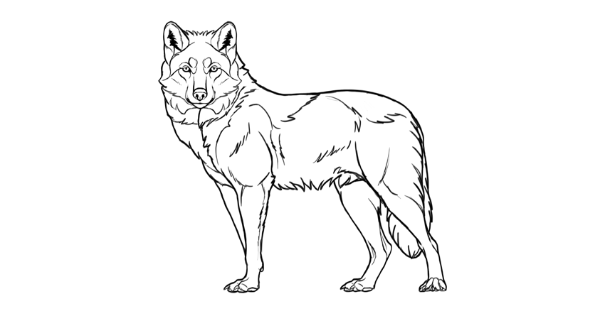 850x445 How To Draw A Wolf Step By Step - Outline Sketches Of Animals