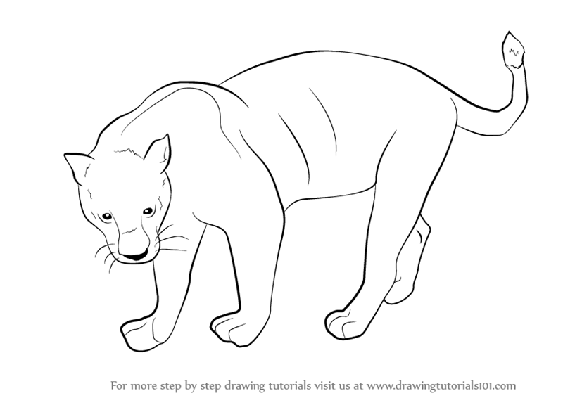 800x566 Learn How To Draw A Black Panther (Wild Animals) Step By Step - Outline Sketches Of Animals