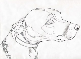320x232 Line Sketches Of Animals Outline Drawing Drawings - Outline Sketches Of Animals