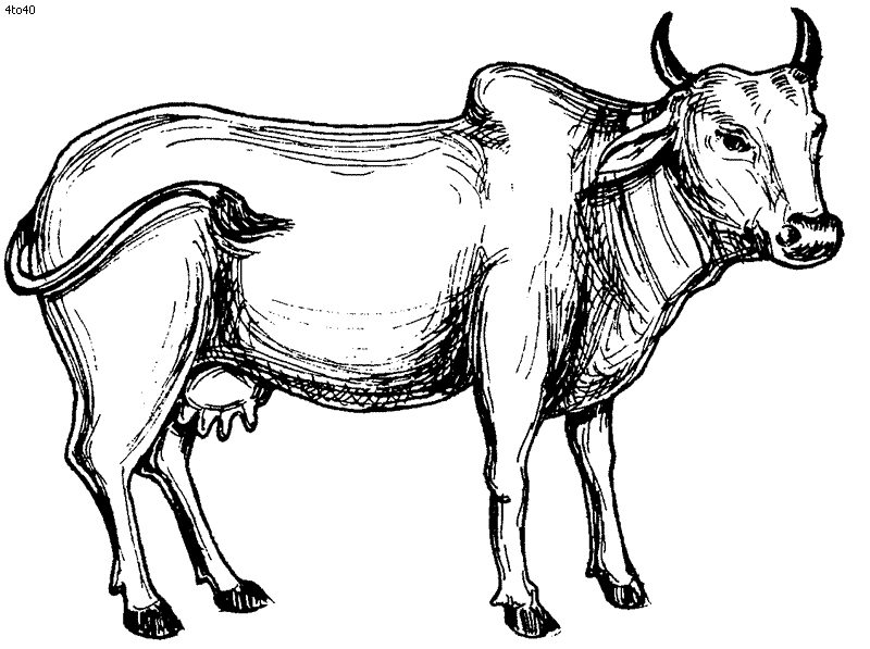 800x597 Outline Drawing Of Domestic Animals - Outline Sketches Of Animals