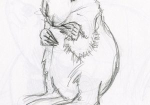 300x210 Pencil Outline Drawings Of Animals Pencil Sketches Of Wild Animals - Outline Sketches Of Animals