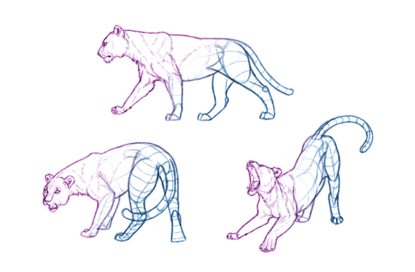 600x394 Think With Forms, Not Lines Take Your Drawing To The Next Level - Outline Sketches Of Animals