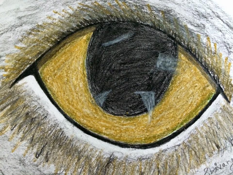 960x720 Owl Eye Charcoal Sketch By Shivangi Sharma Pencil And Charcoal - Owl Eyes Sketch