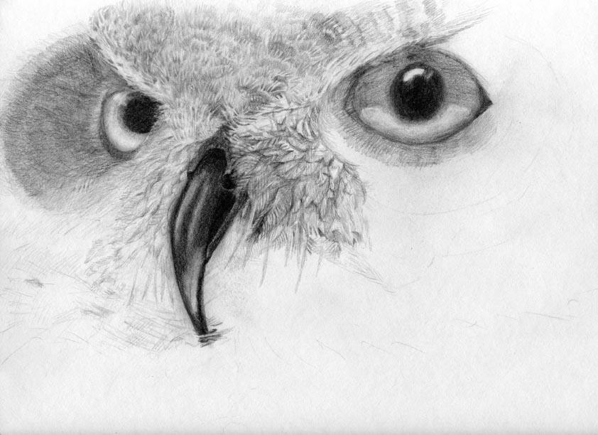 842x612 Owl Eyes - Owl Eyes Sketch