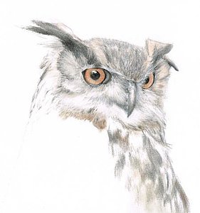 281x300 Owl Eyes Drawings Fine Art America - Owl Eyes Sketch
