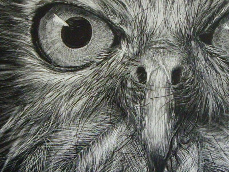800x600 Owl Eyes - Owl Eyes Sketch
