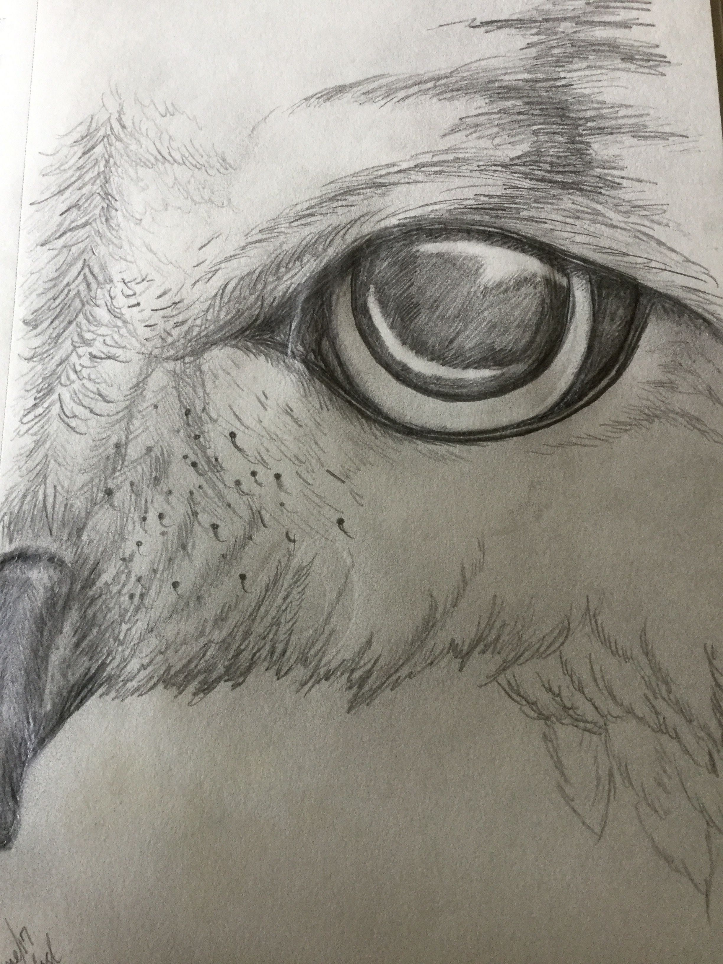 2448x3264 Pencil Drawing Of Owl Eye Michelle In 2018 Owl - Owl Eyes Sketch