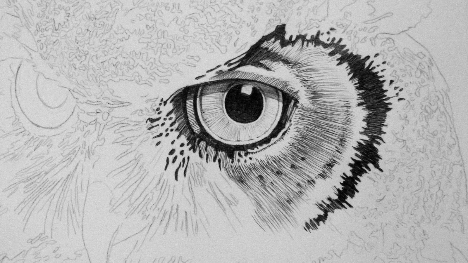 1600x901 Pics For Gt Great Horned Owl Drawing Sketch - Owl Eyes Sketch
