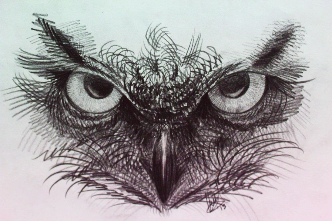 1095x730 Pin By On Tattoo Tattoos, Tribal Owl - Owl Eyes Sketch