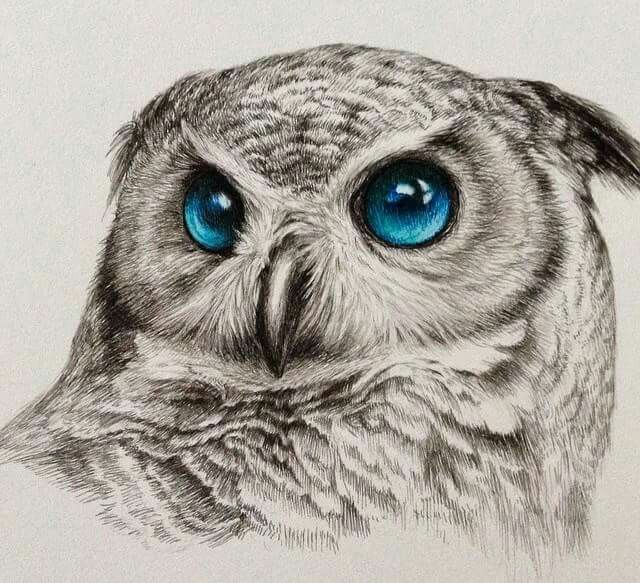 640x583 Pin By Sierra Angeloff On Art Amp Inspiration Owl - Owl Eyes Sketch