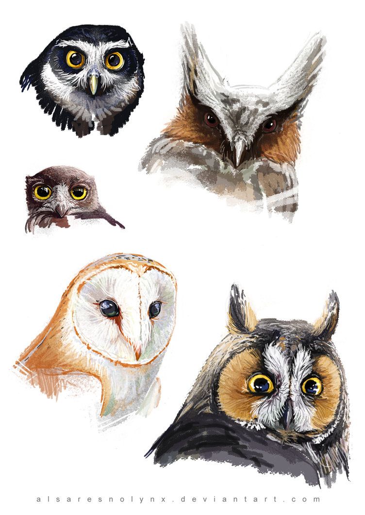 752x1063 Sketch Dump - Owl Eyes Sketch
