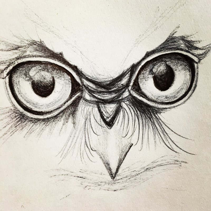 800x800 Owleyes Pictures - Owl Eyes Sketch