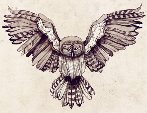 500x386 Collection Of Snowy Owl Flying Tattoo Design - Owl In Flight Sketch