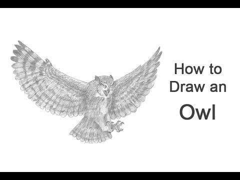 480x360 How To Draw An Owl (Great Horned) Flying - Owl In Flight Sketch