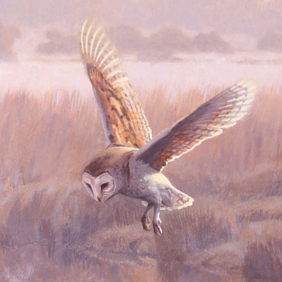 399x399 Barn Owl Pictures - Owl In Flight Sketch